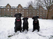 Dogs