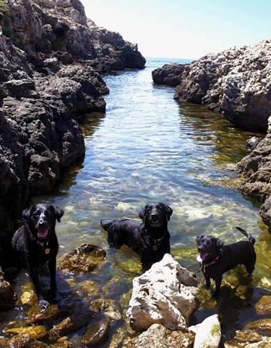 Dogs