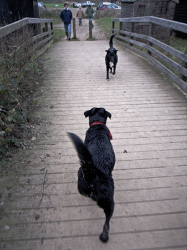 Dogs