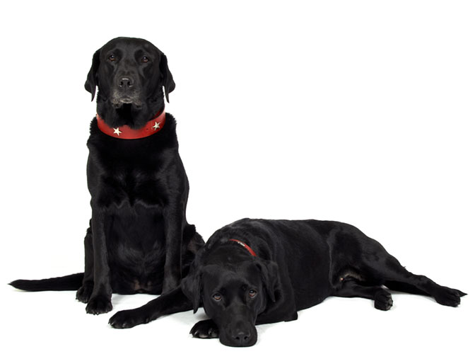 Dogs