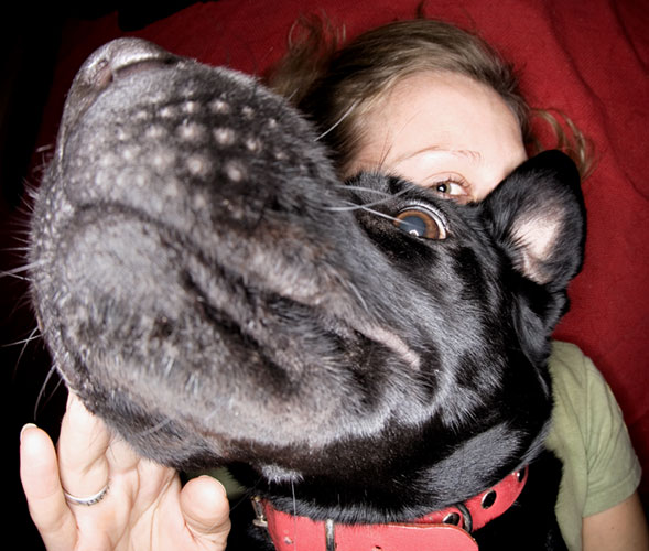 Dogs