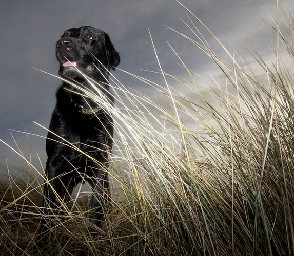Dogs