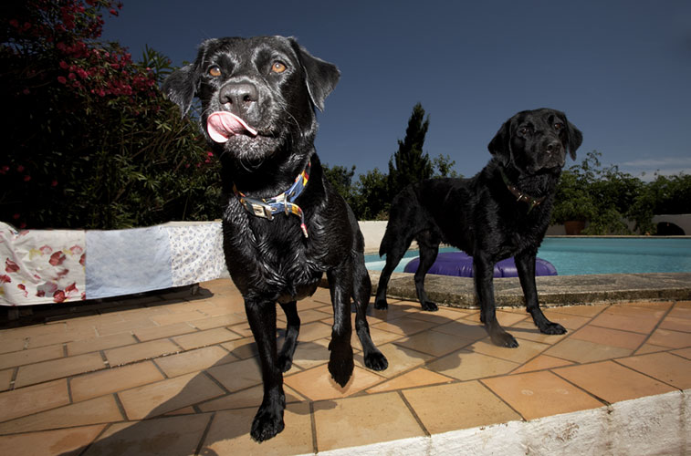 Dogs