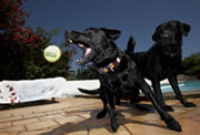 Dogs