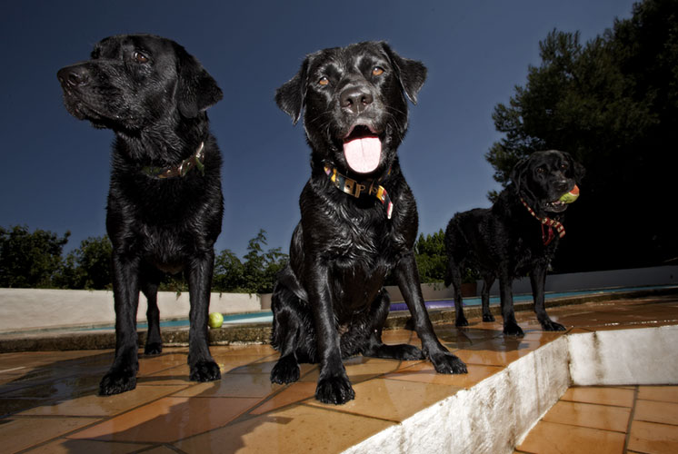 Dogs