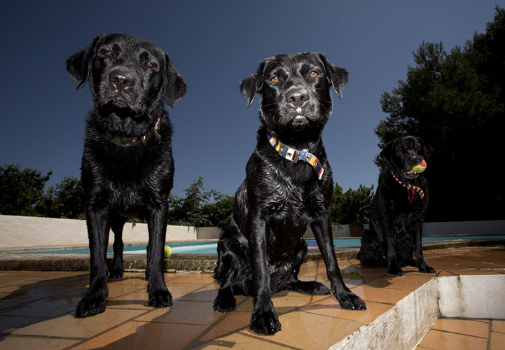 Dogs