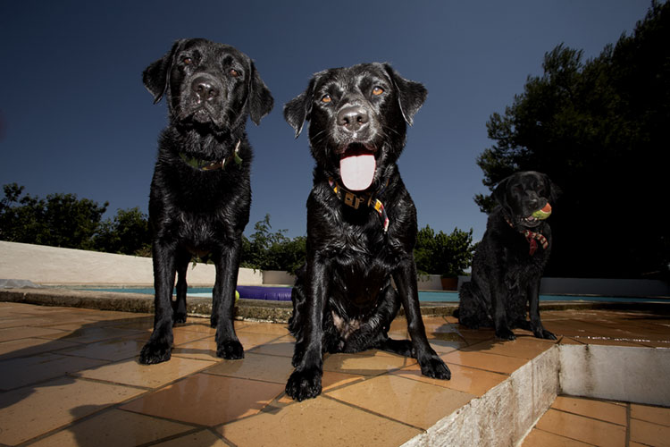 Dogs